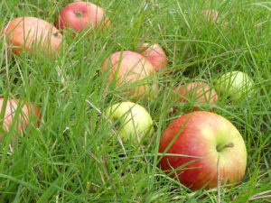 Äpfel im Gras